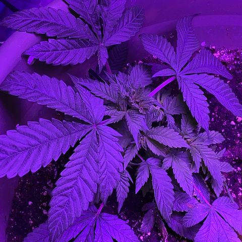 Blue On Black growlog timeline photo