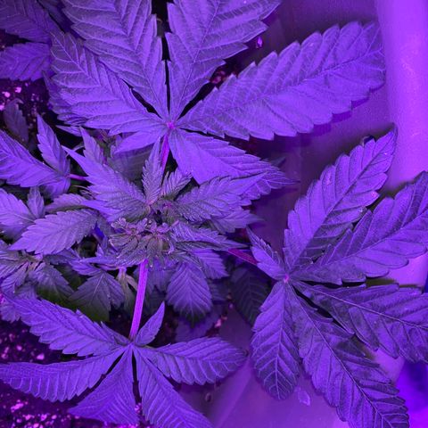 Blue On Black growlog timeline photo