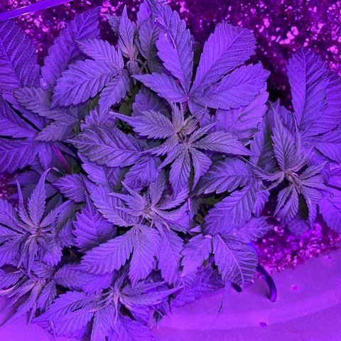 Blue On Black growlog timeline photo