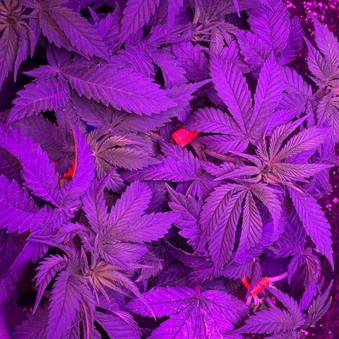 Blue On Black growlog timeline photo