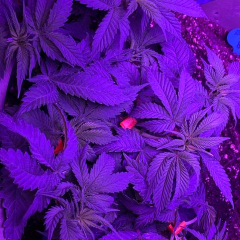Blue On Black growlog timeline photo