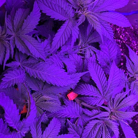 Blue On Black growlog timeline photo