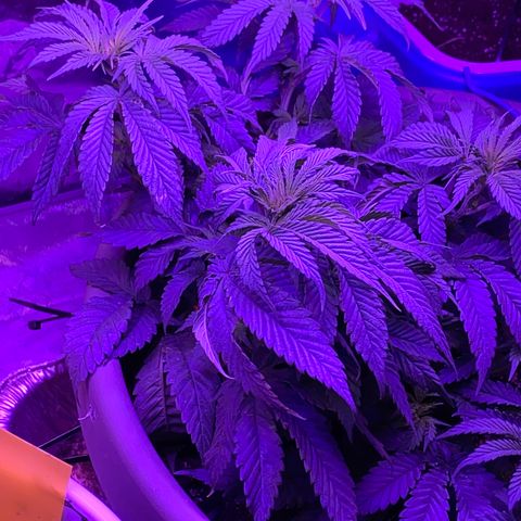 Blue On Black growlog timeline photo