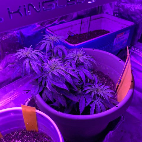 Blue On Black growlog timeline photo