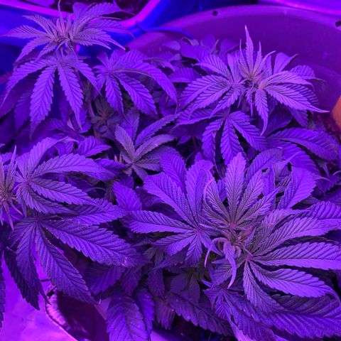 Blue On Black growlog timeline photo