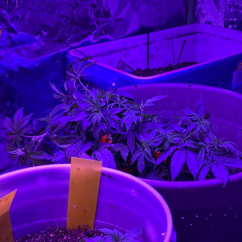 Blue On Black growlog timeline photo