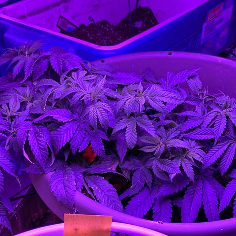 Blue On Black growlog timeline photo