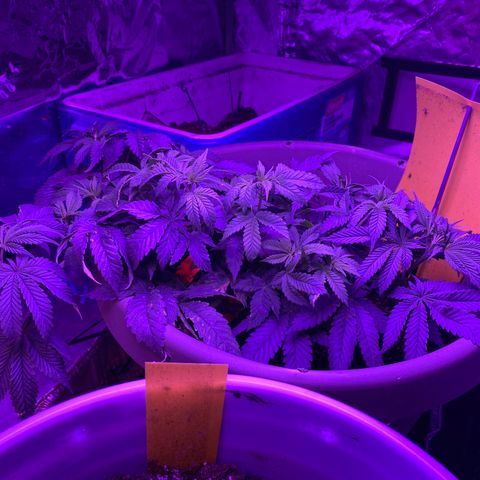 Blue On Black growlog timeline photo