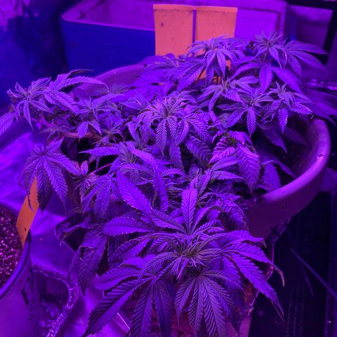 Blue On Black growlog timeline photo