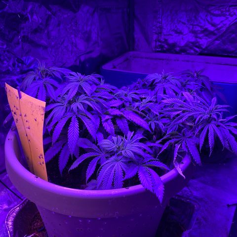 Blue On Black growlog timeline photo