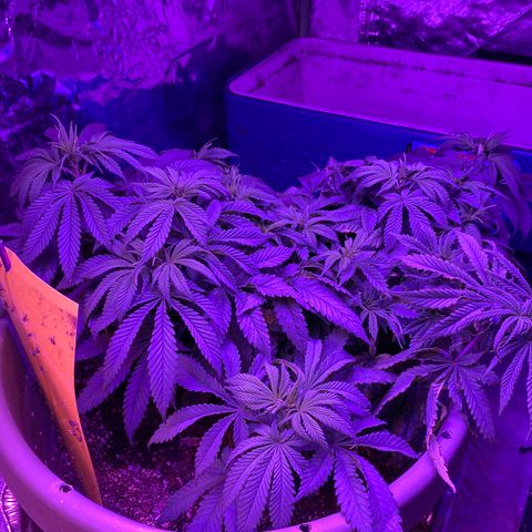 Blue On Black growlog timeline photo