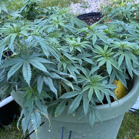 Blue On Black growlog timeline photo