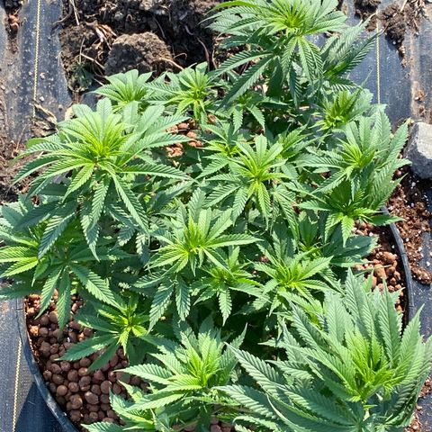 Blue On Black growlog timeline photo