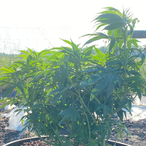Blue On Black growlog timeline photo