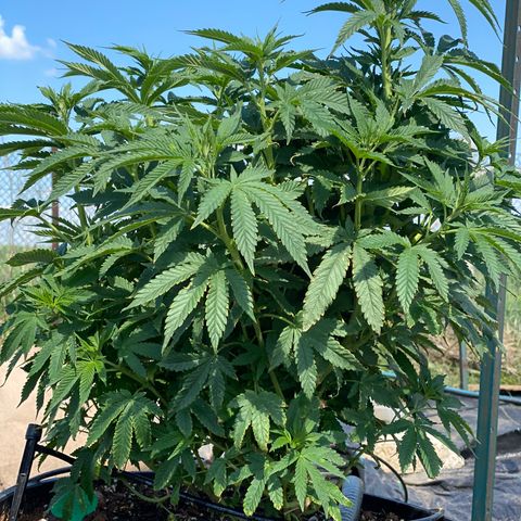 Blue On Black growlog timeline photo
