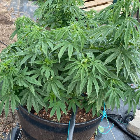 Blue On Black growlog timeline photo