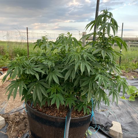 Blue On Black growlog timeline photo