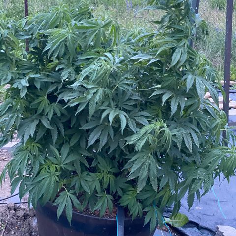 Blue On Black growlog timeline photo