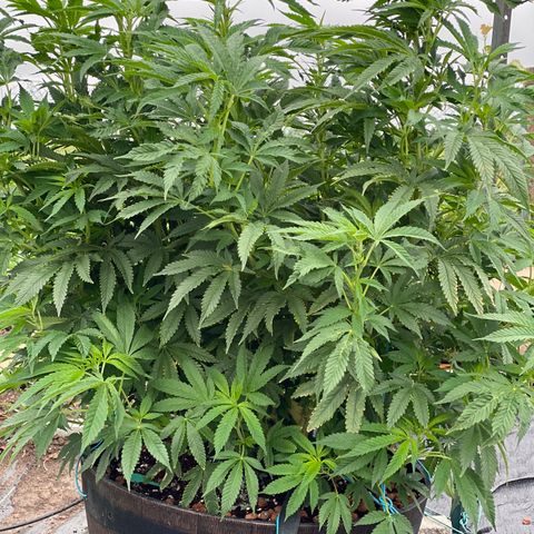 Blue On Black growlog timeline photo