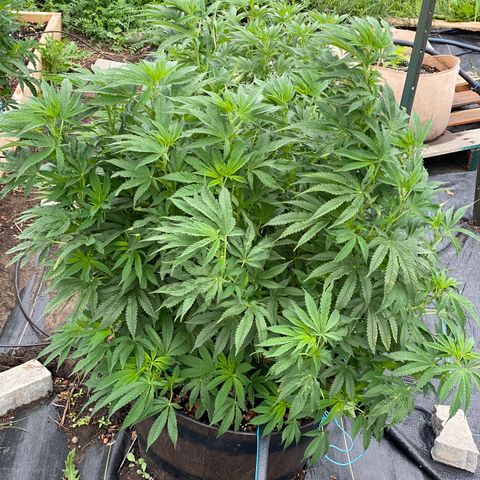 Blue On Black growlog timeline photo