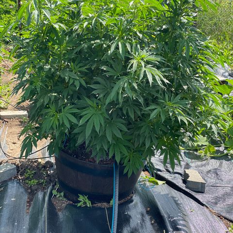 Blue On Black growlog timeline photo