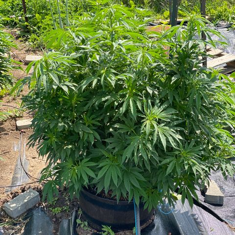 Blue On Black growlog timeline photo
