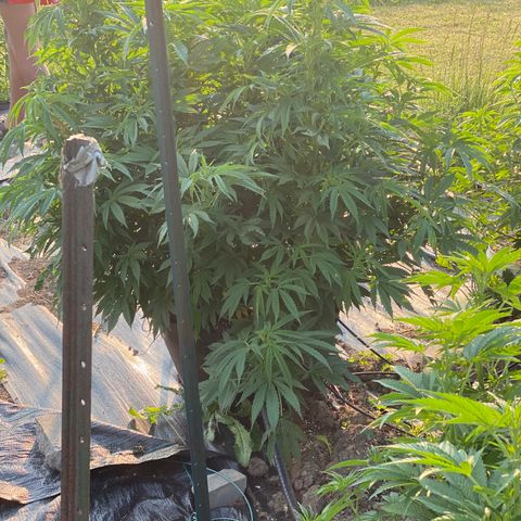 Blue On Black growlog timeline photo