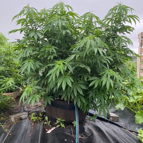 Blue On Black growlog timeline photo