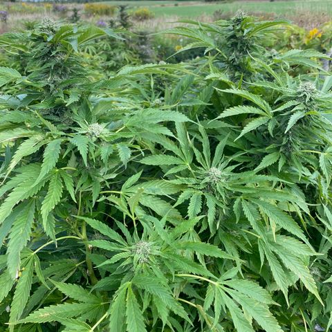Blue On Black growlog timeline photo