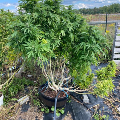 Blue On Black growlog timeline photo