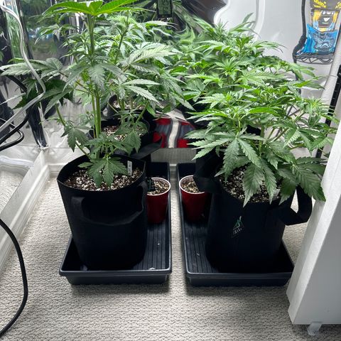 WWDA001 growlog timeline photo