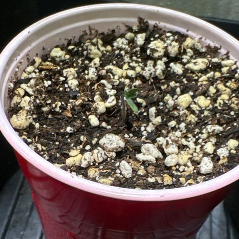 WWDA002 growlog photo: Broke soil!