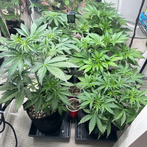 WWDA001 growlog timeline photo