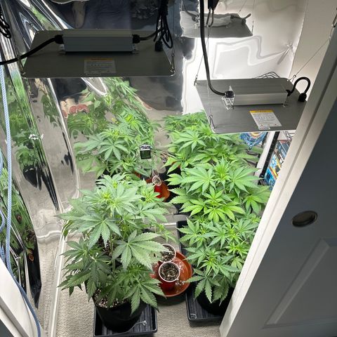 WWDA001 growlog photo: Added a second light. 2x4 tent was supposed to be in today but wrong item was delivered. Plants will stay as it for now 