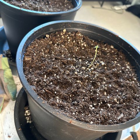 WWDA001 growlog timeline photo