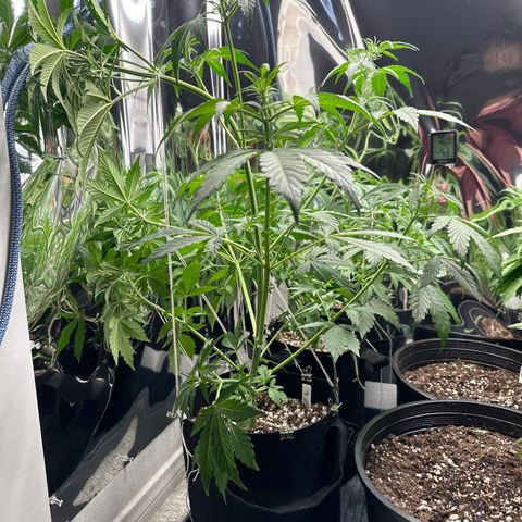 WWDA001 growlog photo: Grow tent couldn’t come sooner, running out of space quick!