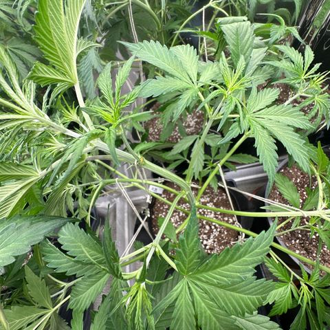 WWDA001 growlog photo: Grow tent couldn’t come sooner, running out of space quick!