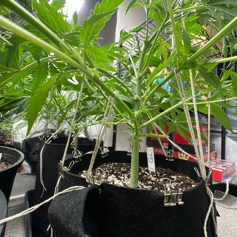 WWDA001 growlog photo: Grow tent couldn’t come sooner, running out of space quick!