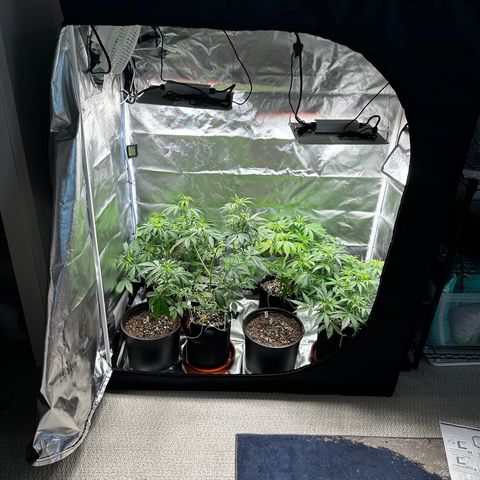WWDA001 growlog photo: New tent just dropped 👌🏻👌🏻👌🏻