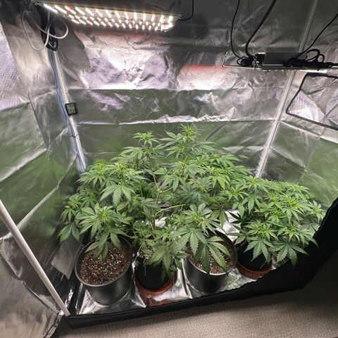 WWDA001 growlog timeline photo