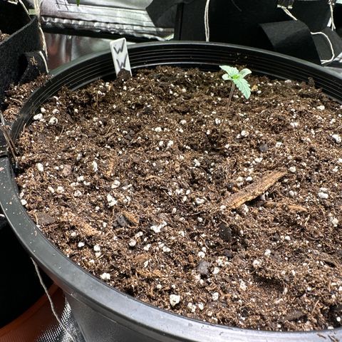 WWDA001 growlog photo: Filled in another half inch of topsoil to “shorten” the main stem for training later. 
