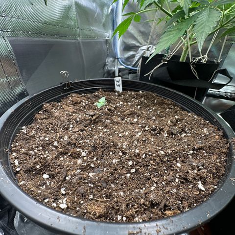 WWDA001 growlog photo: Filled in another half inch of topsoil to “shorten” the main stem for training later. 