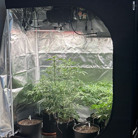 WWDA001 growlog photo: Final tent setup