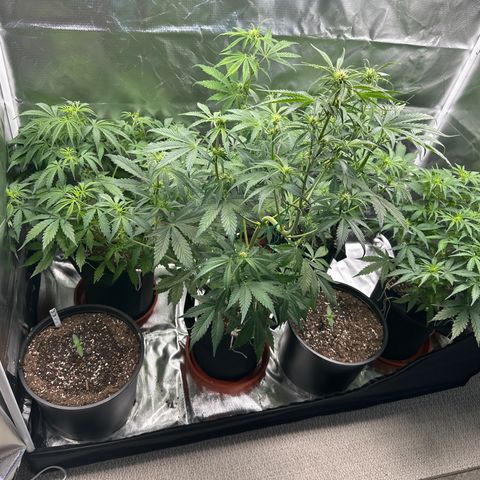 WWDA001 growlog photo: Final tent setup