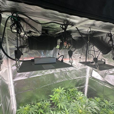 WWDA001 growlog photo: Final tent setup