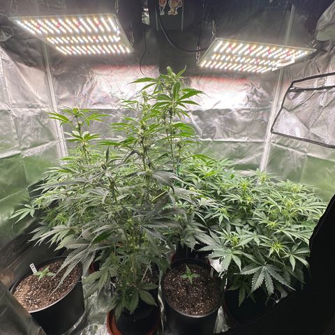 WWDA001 growlog timeline photo