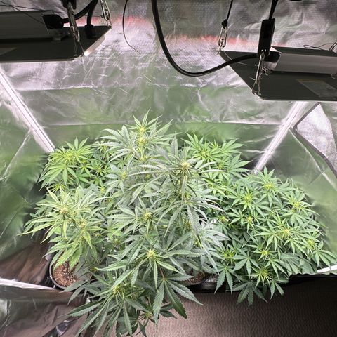 WWDA001 growlog timeline photo