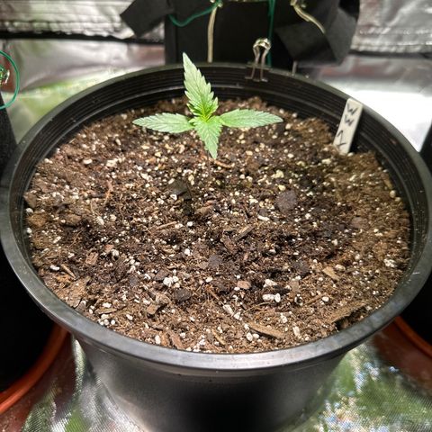 WWDA001 growlog timeline photo