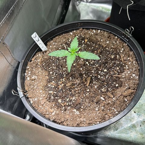 WWDA001 growlog timeline photo