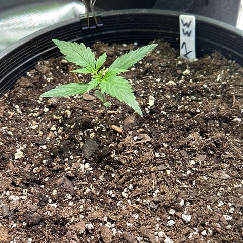 WWDA001 growlog timeline photo